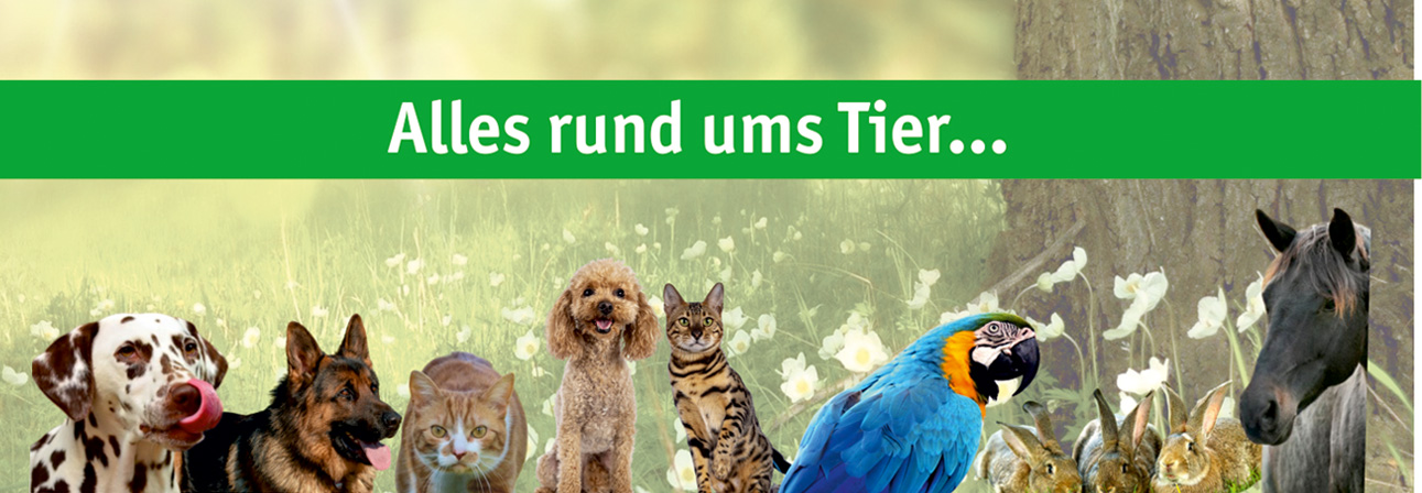 katzenstreu gegen schnecken Silikat Katzenstreu ohne Duft  staubfrei, nicht klumpend  Dein Fellnasen  Shop